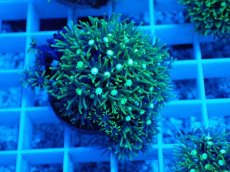 画像1: No.2 スターポリプ　メタリックグリーン (1)