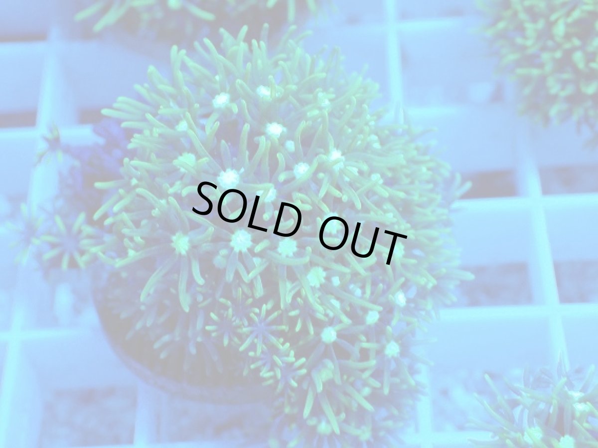 画像2: No.2 スターポリプ　メタリックグリーン (2)