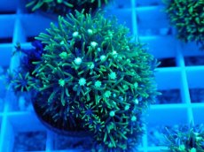 画像2: No.2 スターポリプ　メタリックグリーン (2)