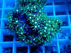 画像1: No.3 スターポリプ　メタリックグリーン (1)