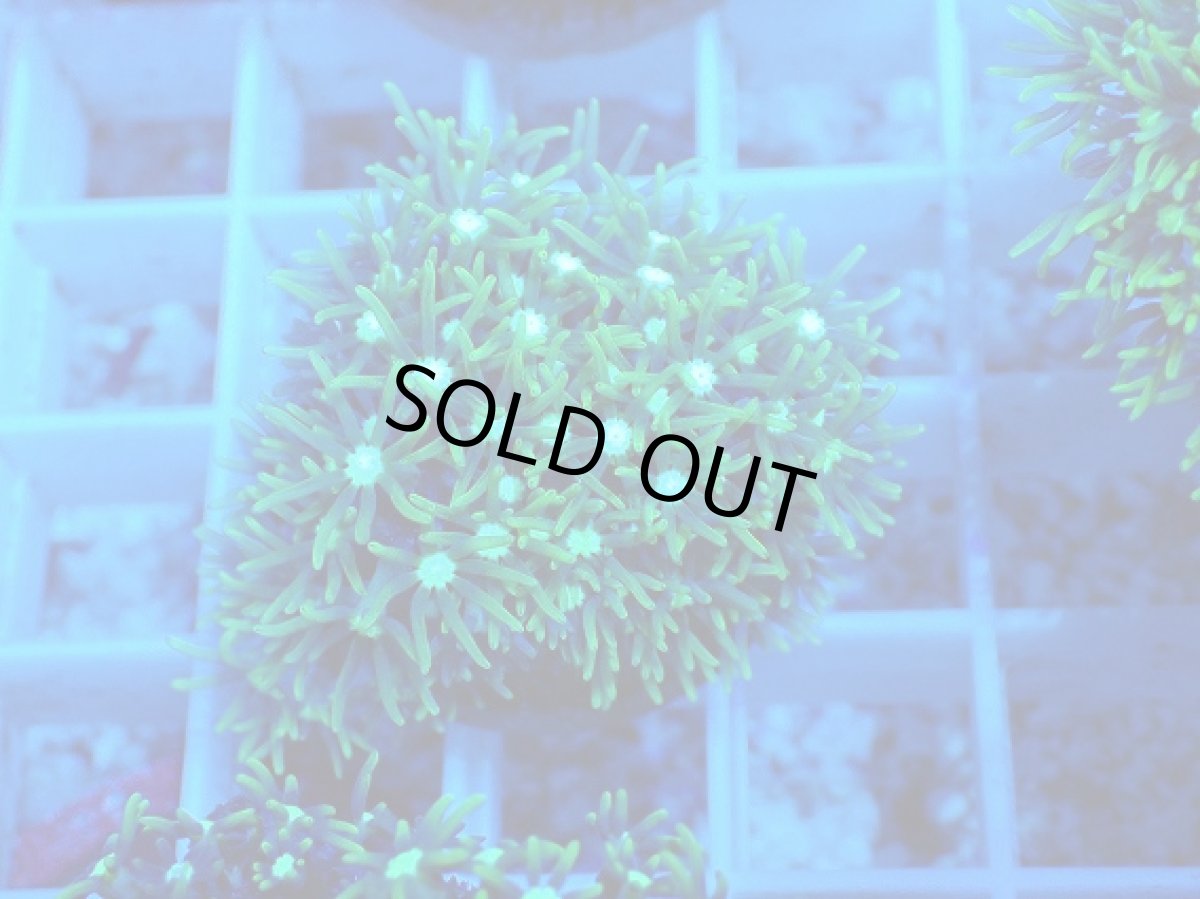 画像1: No.4 スターポリプ　メタリックグリーン (1)