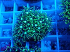 画像1: No.4 スターポリプ　メタリックグリーン (1)