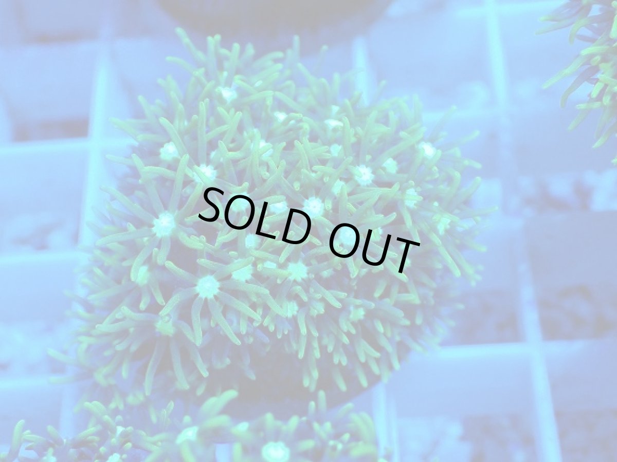 画像2: No.4 スターポリプ　メタリックグリーン (2)