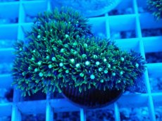 画像1: No.5 スターポリプ　メタリックグリーン (1)