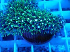 画像2: No.5 スターポリプ　メタリックグリーン (2)