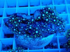 画像1: No.6 スターポリプ　メタリックグリーン (1)