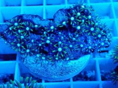 画像2: No.6 スターポリプ　メタリックグリーン (2)