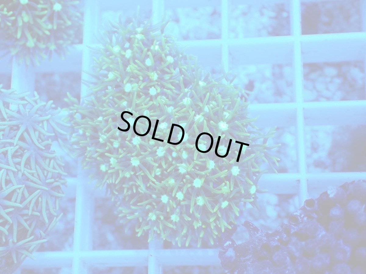 画像1: No.7 スターポリプ　メタリックグリーン (1)