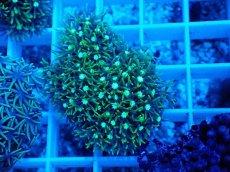 画像1: No.7 スターポリプ　メタリックグリーン (1)