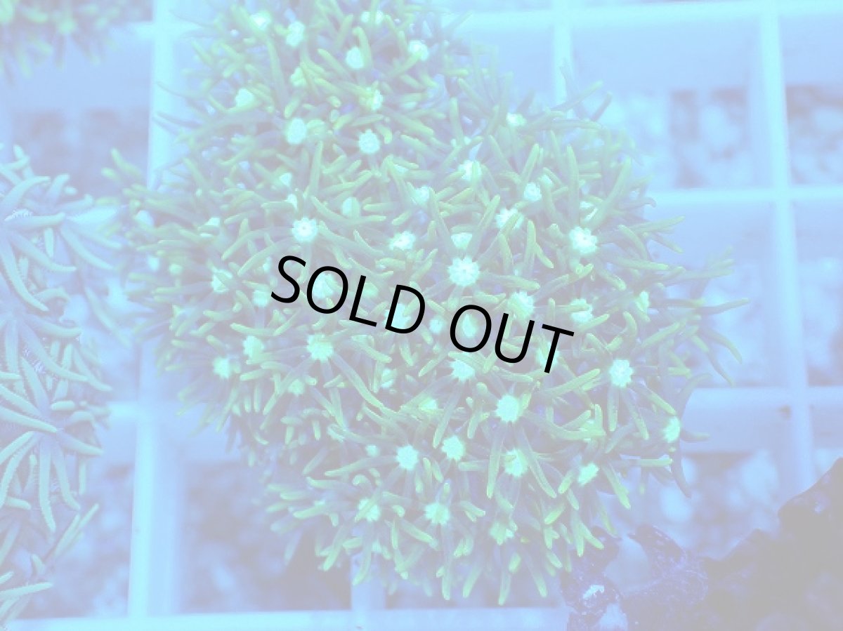 画像2: No.7 スターポリプ　メタリックグリーン (2)