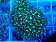 画像2: No.7 スターポリプ　メタリックグリーン (2)