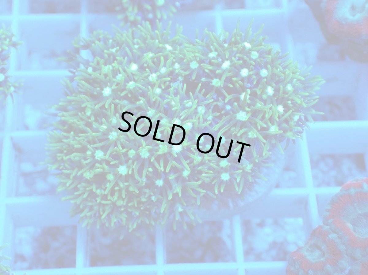 画像1: No.8 スターポリプ　メタリックグリーン (1)