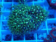 画像1: No.8 スターポリプ　メタリックグリーン (1)