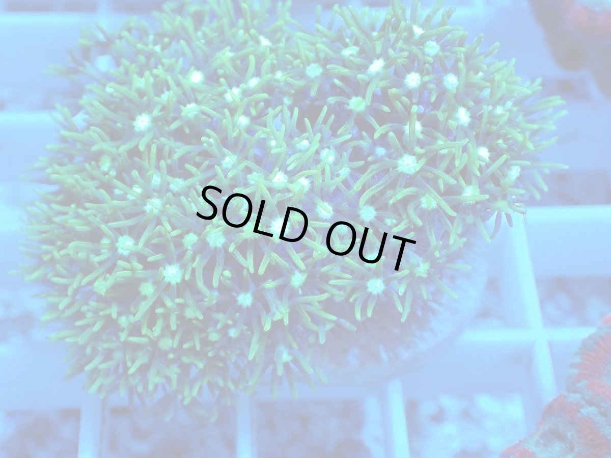 画像2: No.8 スターポリプ　メタリックグリーン (2)