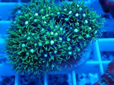 画像2: No.8 スターポリプ　メタリックグリーン (2)