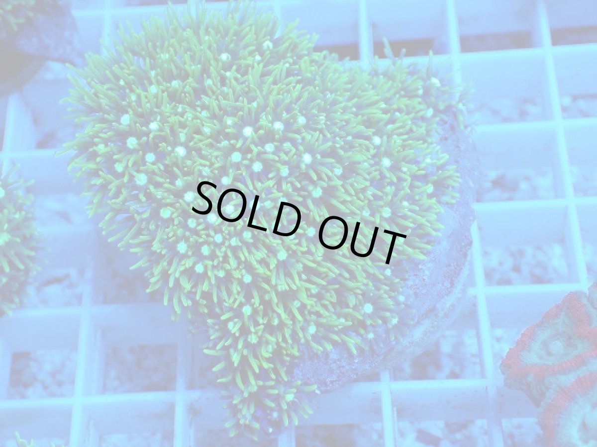 画像1: No.9 スターポリプ　メタリックグリーン (1)