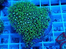 画像1: No.9 スターポリプ　メタリックグリーン (1)