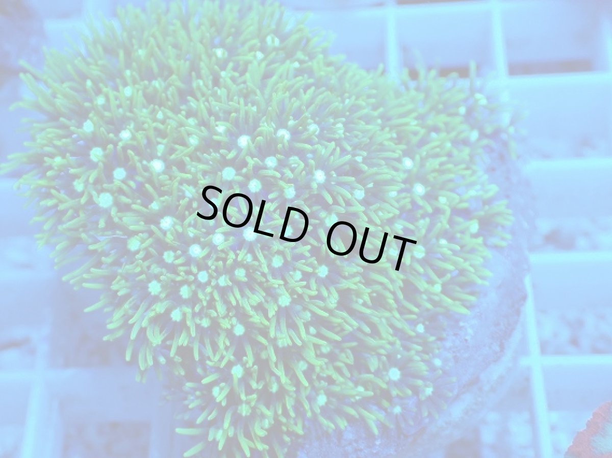 画像2: No.9 スターポリプ　メタリックグリーン (2)