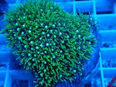 画像2: No.9 スターポリプ　メタリックグリーン (2)