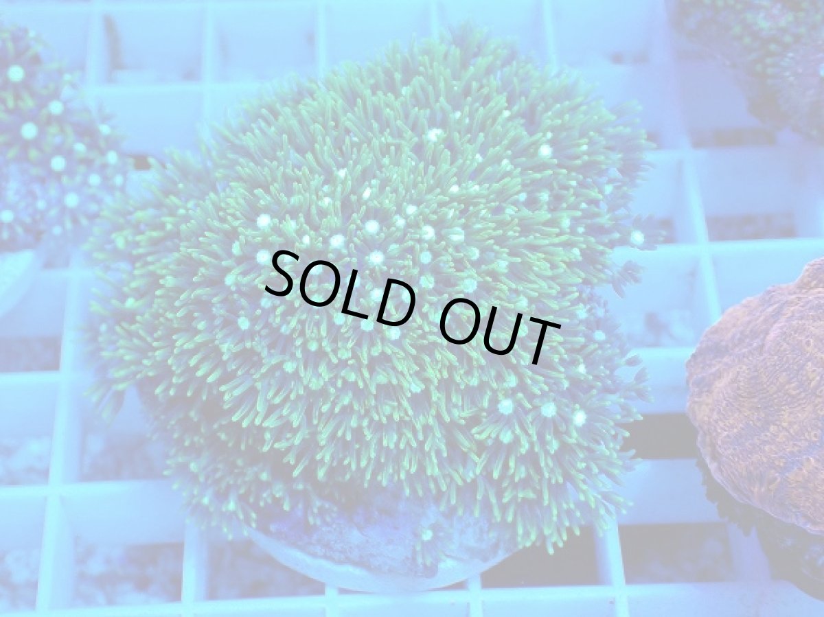 画像1: No.10 スターポリプ　メタリックグリーン (1)