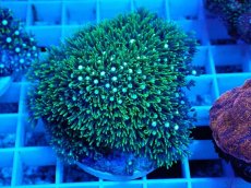 画像1: No.10 スターポリプ　メタリックグリーン (1)