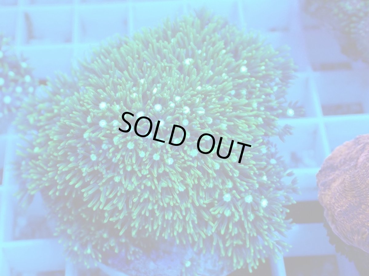 画像2: No.10 スターポリプ　メタリックグリーン (2)