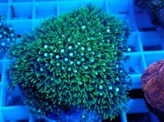 画像2: No.10 スターポリプ　メタリックグリーン (2)