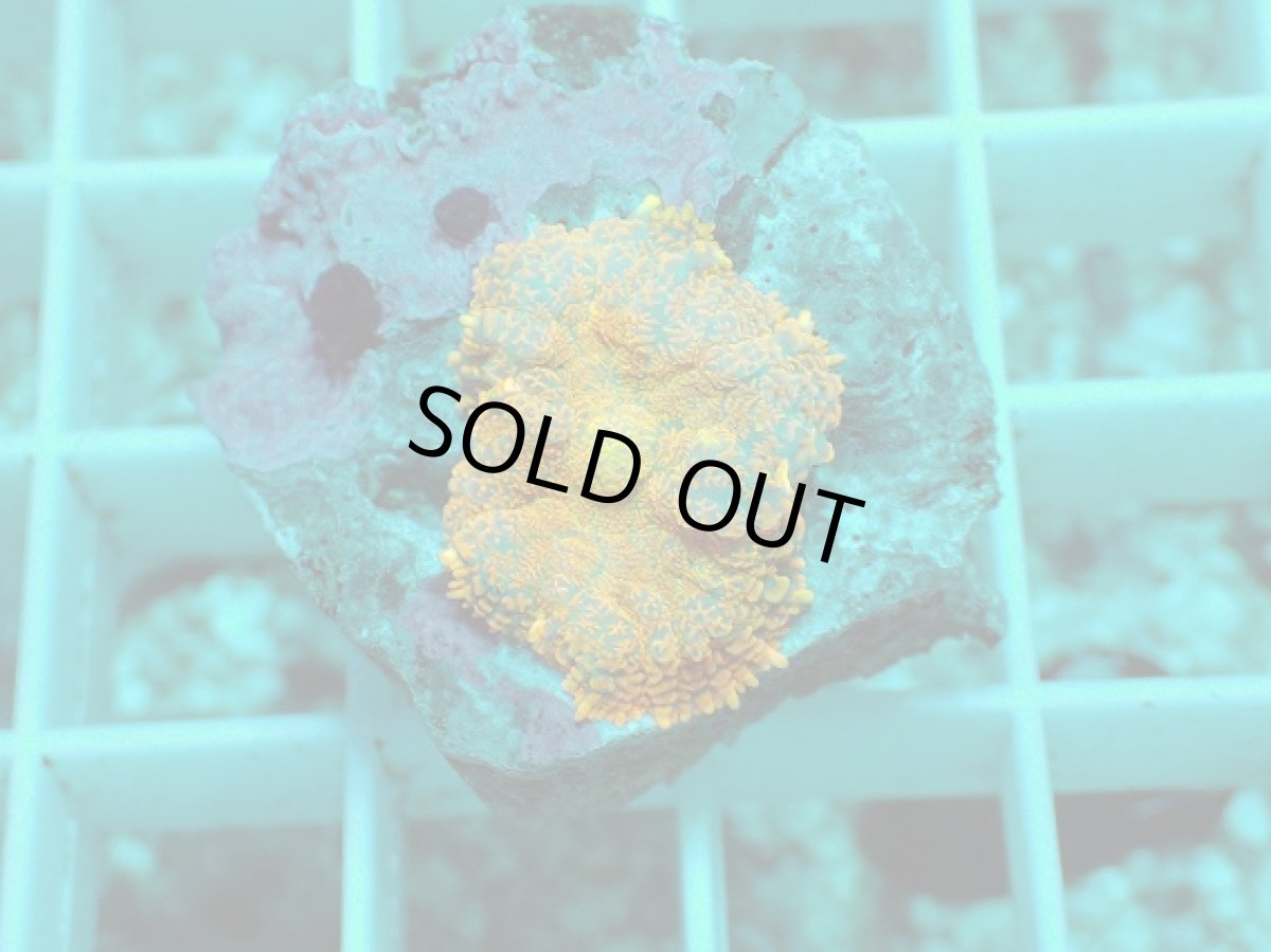 画像1: No.8 ディスクコーラルsp オレンジ (1)