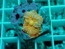 画像1: No.8 ディスクコーラルsp オレンジ (1)