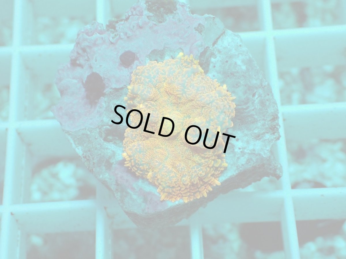 画像2: No.8 ディスクコーラルsp オレンジ (2)