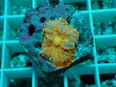 画像2: No.8 ディスクコーラルsp オレンジ (2)