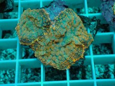 画像1: No.9 ディスクコーラルsp オレンジ (1)