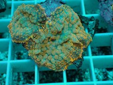 画像2: No.9 ディスクコーラルsp オレンジ (2)