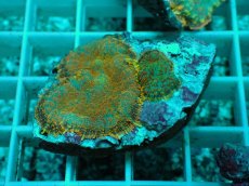 画像1: No.10 ディスクコーラルsp オレンジ (1)