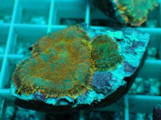 画像2: No.10 ディスクコーラルsp オレンジ (2)