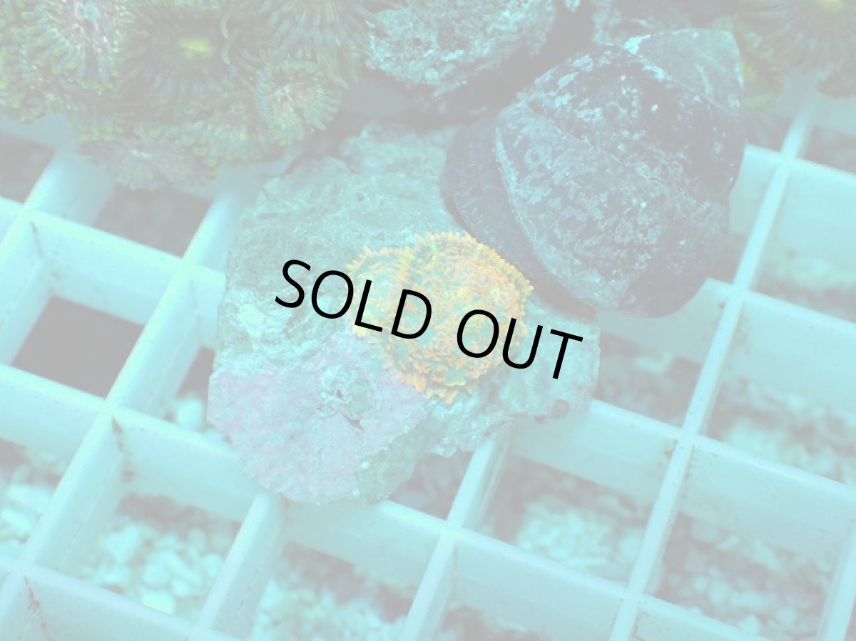 画像1: No.11 ディスクコーラルsp オレンジ (1)