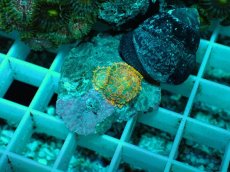 画像1: No.11 ディスクコーラルsp オレンジ (1)