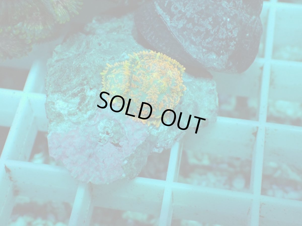 画像2: No.11 ディスクコーラルsp オレンジ (2)