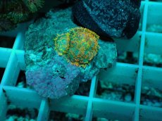 画像2: No.11 ディスクコーラルsp オレンジ (2)