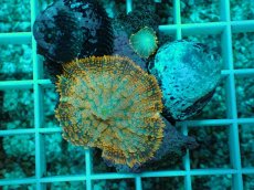 画像1: No.12 ディスクコーラルsp オレンジ (1)