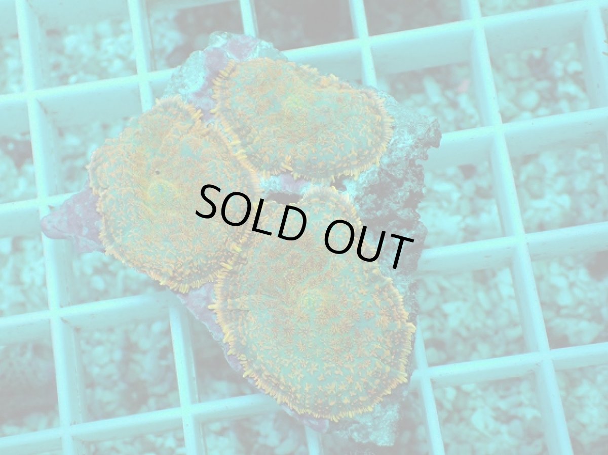 画像1: No.13 ディスクコーラルsp オレンジ (1)