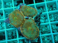 画像1: No.13 ディスクコーラルsp オレンジ (1)