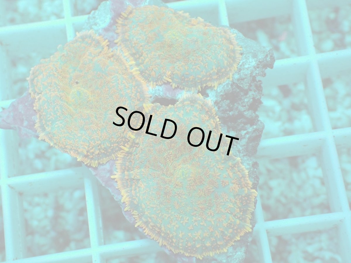 画像2: No.13 ディスクコーラルsp オレンジ (2)