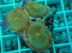 画像2: No.13 ディスクコーラルsp オレンジ (2)