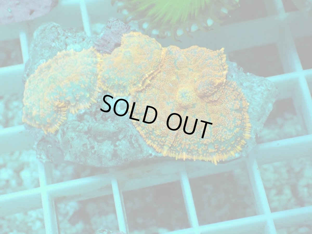 画像1: No.14 ディスクコーラルsp オレンジ (1)