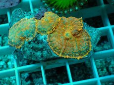 画像1: No.14 ディスクコーラルsp オレンジ (1)