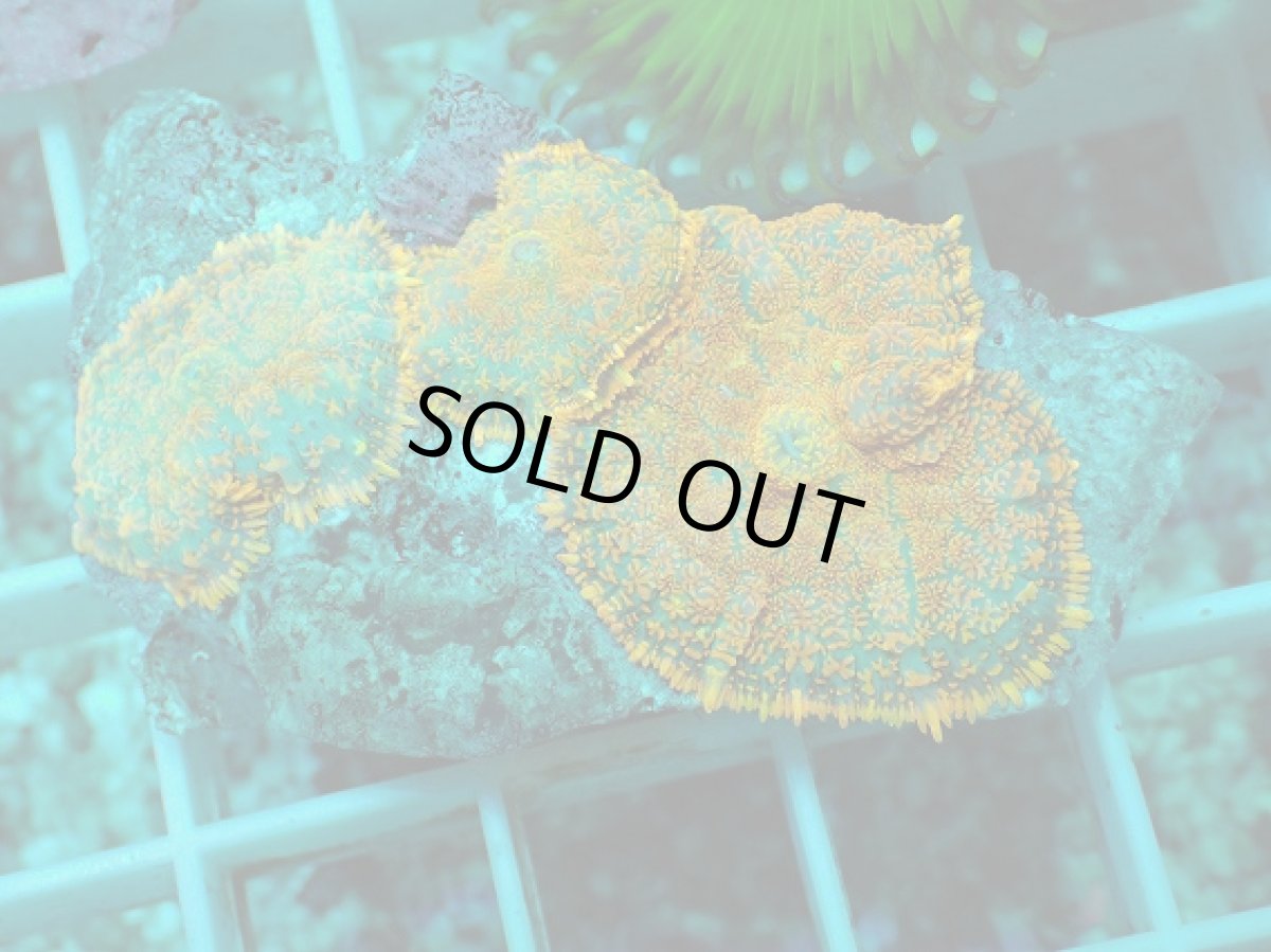 画像2: No.14 ディスクコーラルsp オレンジ (2)