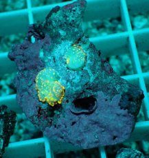 画像1: No.15 ディスクコーラルsp オレンジ (1)