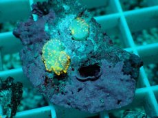 画像2: No.15 ディスクコーラルsp オレンジ (2)