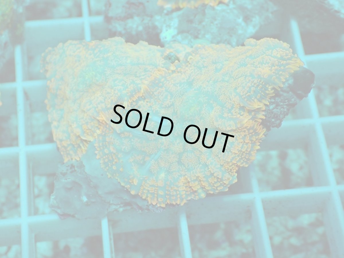 画像1: No.16 ディスクコーラルsp オレンジ (1)